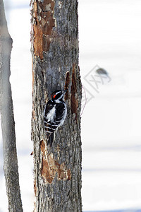 冬天木本啄木鸟栖息在一棵树上图片