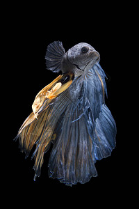 Bluebetta鱼黑背景的Siame图片