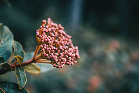 未开花的毒锡图片