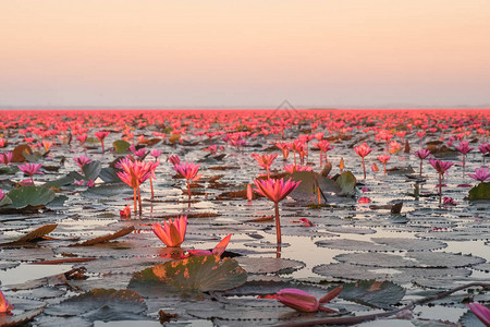 乌隆他尼红莲花海背景图片