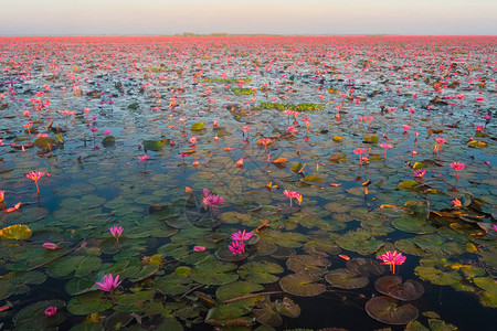 乌隆他尼红莲花海背景图片