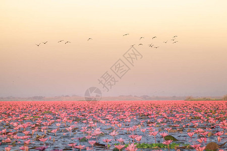 红莲花海是乌隆他尼最著名的景点位于泰背景图片