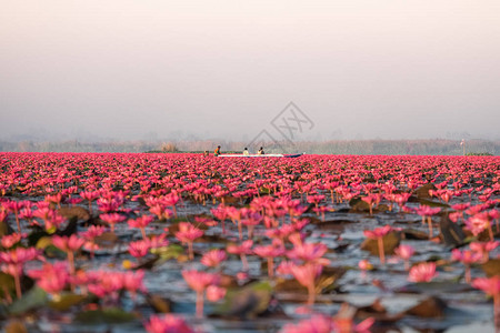 红莲花海是乌隆他尼最著名的景点位于泰背景图片