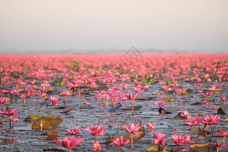 红莲花海是乌隆他尼最著名的景点位于泰背景图片