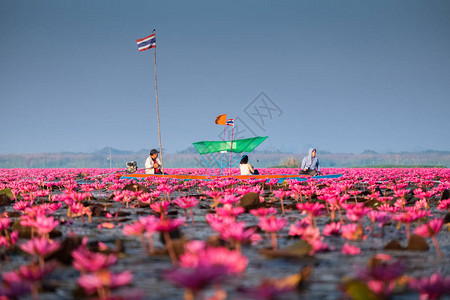 红莲花海是乌隆他尼最著名的景点位于泰背景图片