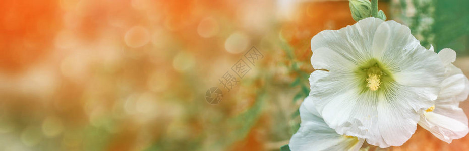 背景夏日风景上鲜艳的花锦葵图片