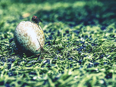 黑苍蝇坐在绿色草地上的破碎蓝绿鸟蛋上图片