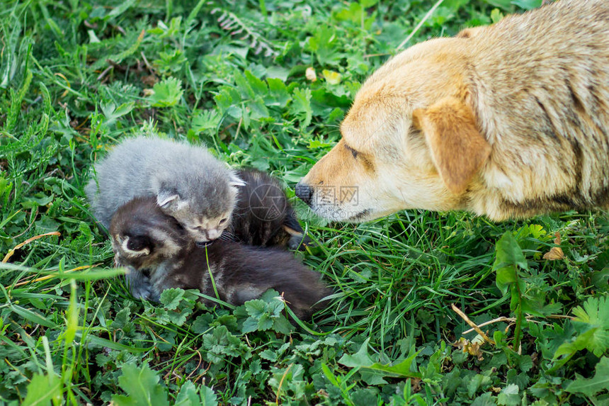 狗看着并嗅着坐在草地上的小猫我们会相识的未知生物狗带着小猫来保护自己小猫图片