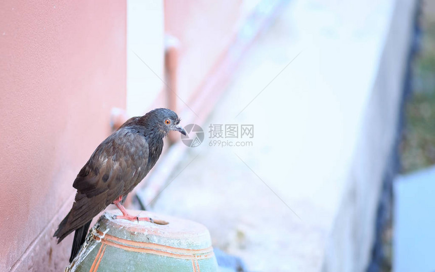 一只小鸟毛绒状的病图片