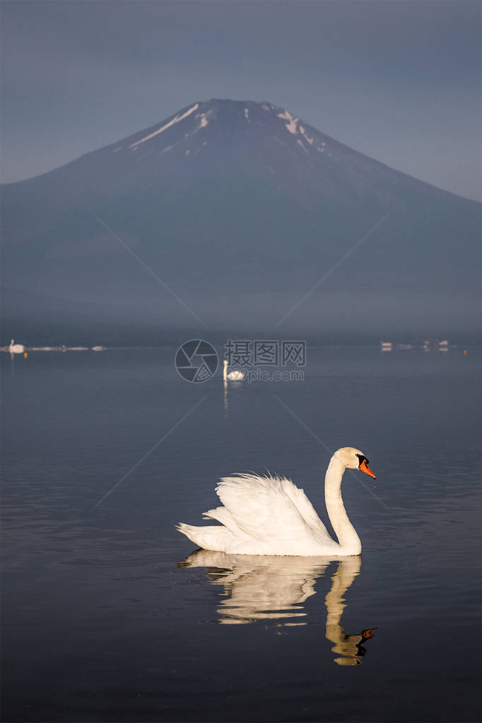 早上在山中湖倒影的富士山图片