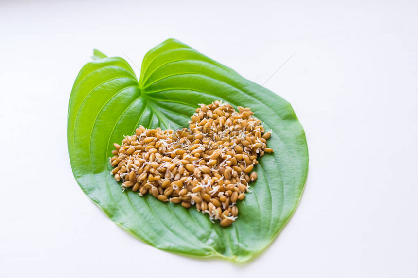 植物绿叶上的小麦芽图片