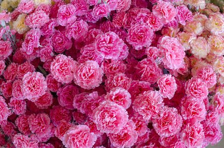 红玫瑰花丛的婚礼花束作为背景图片