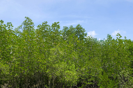 热带红树林图片图片