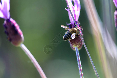 美丽绽放的蜜蜂图片