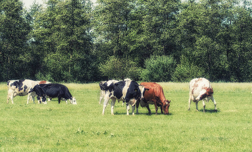 奶牛在田间放牧的看法背景图片