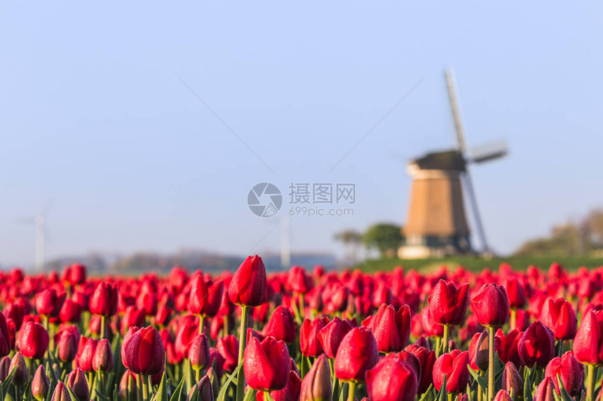红郁金香和风车场背景情况荷兰北荷图片