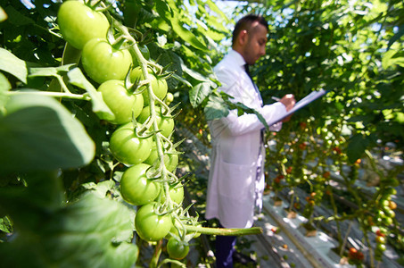 年轻当代农工穿着制服在热房番茄厂中图片