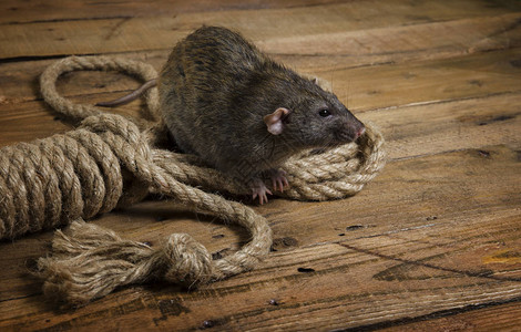 木板上的老鼠和麻绳图片