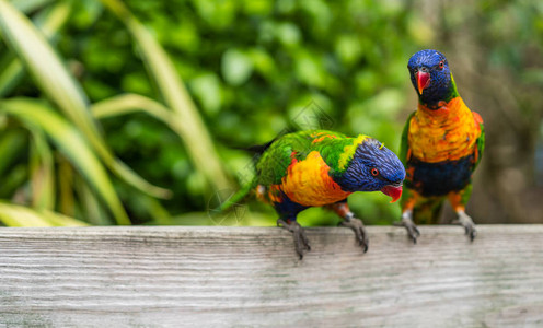 两个多彩的鹦鹉彩虹叫做洛丽基亚茨在动物图片