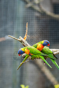 彩虹鹦鹉叫Lorikeet在动物园的笼子图片