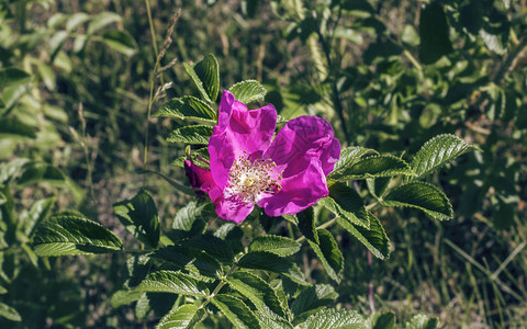 在绿叶背景下夏日粉红的花朵图片