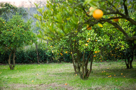 橘子花园树上种满了成熟的橘子图片