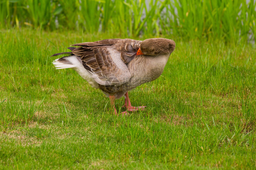 草地上的鸭子图片