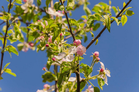 在阳光明媚的春日开花的苹果树图片