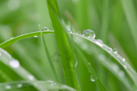 绿草上的水滴宏图片