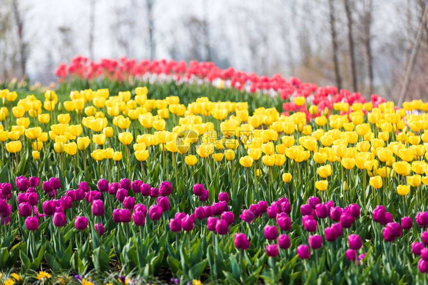 郁金香花美丽的郁金香花束五颜图片