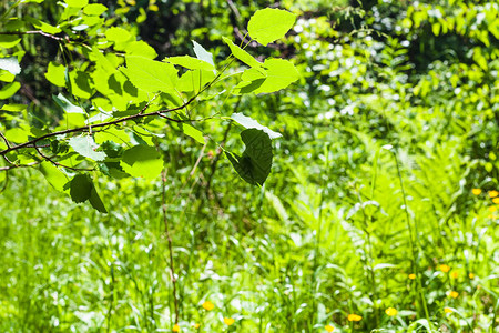 自然背景阳光明媚的夏日森林中绿色草地上的白杨树枝图片