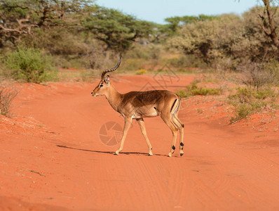 在南部非洲热带草原的红土轨上一只雄图片