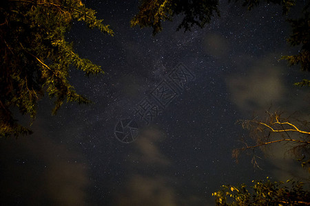 常青树枝配银河夜星景图片