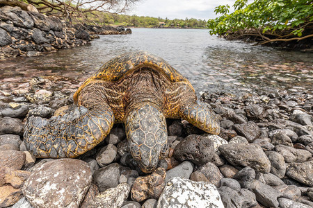 毛伊岛海滩上的绿海龟图片