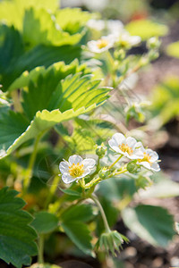 白色美丽的花朵园草莓清晨用露水和图片