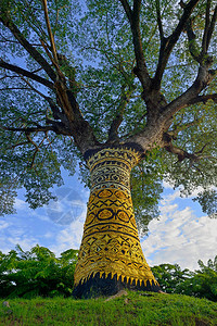 泰国北部寺庙中的金树图片