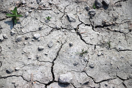 泥土干涸是因为荷兰一只幼崽雨背景图片