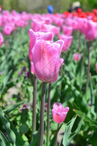 风车岛郁金香花园的玫瑰郁金香图片