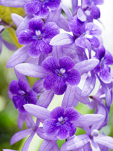 紫壁砂纸葡萄花背景Petreavolu图片