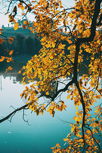 湖边的树枝紧闭着黄叶子背景图片
