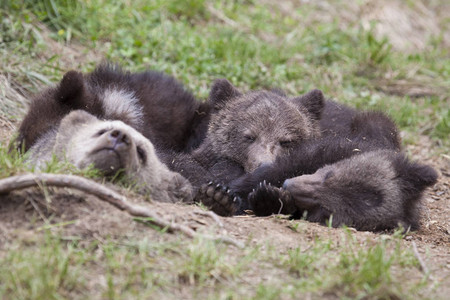 棕熊幼崽在地上睡在一起眼睛紧闭在草地上图片