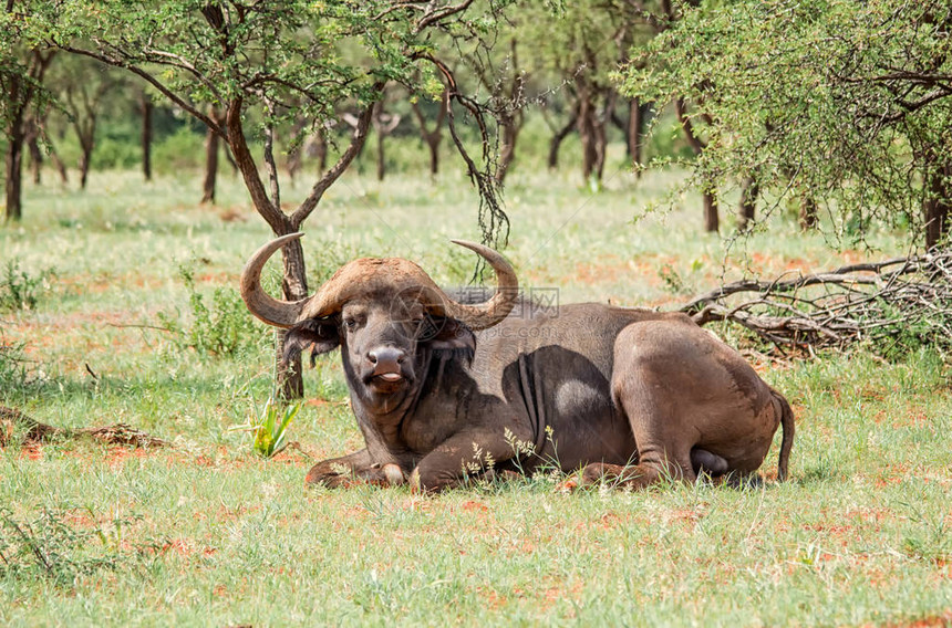 在南部非洲大草原的非洲水牛图片