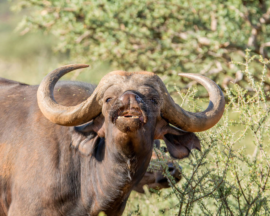 南部非洲草原非洲水牛图片