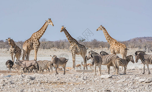 非洲野生动物在纳米比亚草原大图片