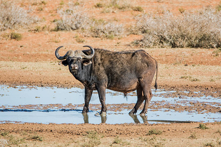 非洲野牛在南部非洲热带草原一个水洞的图片
