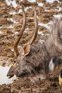 尼亚拉公牛在南部非洲水坑喝水的特写镜头图片