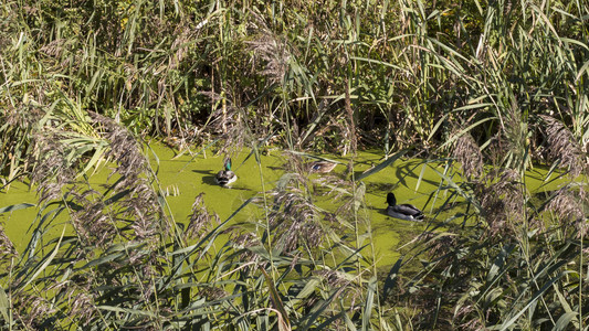 鸭子在沼泽里游泳图片