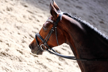 比赛期间头部射中了一匹着装马的近身衣冠赛事上格背景图片