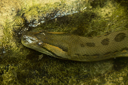 绿色蟒蛇Eunectesmu图片