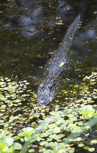 浅水河边的鳄鱼鳄鱼图片